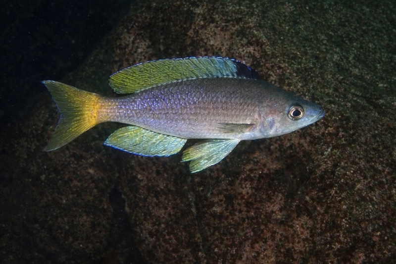 Cyprichromis sp. 'leptosoma jumbo' Nausingili Island